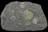 Dactylioceras Ammonite Cluster - Posidonia Shale #52901-1